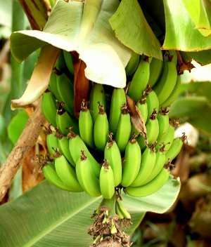 Banán